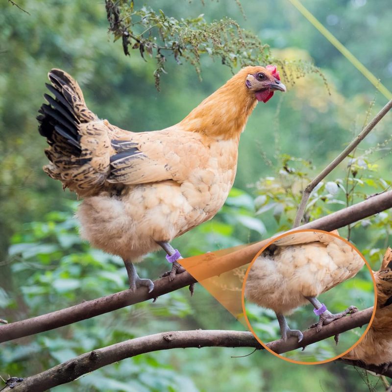 Bagues de patte colorées pour poules/canards/pigeons - détail