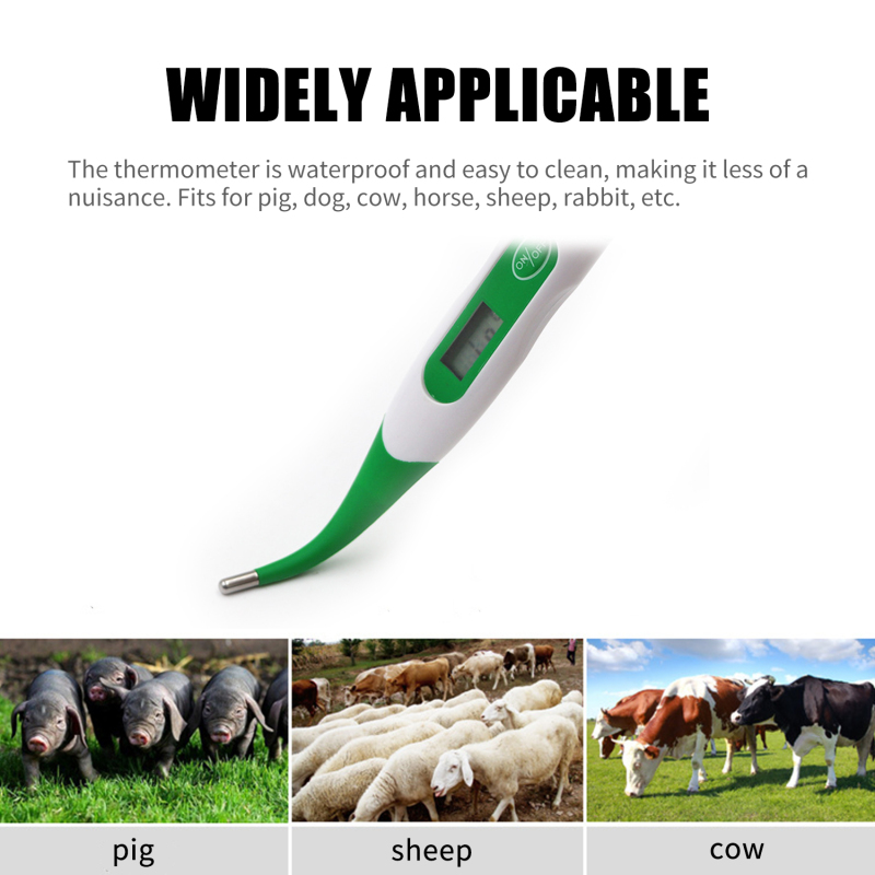 Thermomètre numérique pour animaux – vue générale avec affichage LED