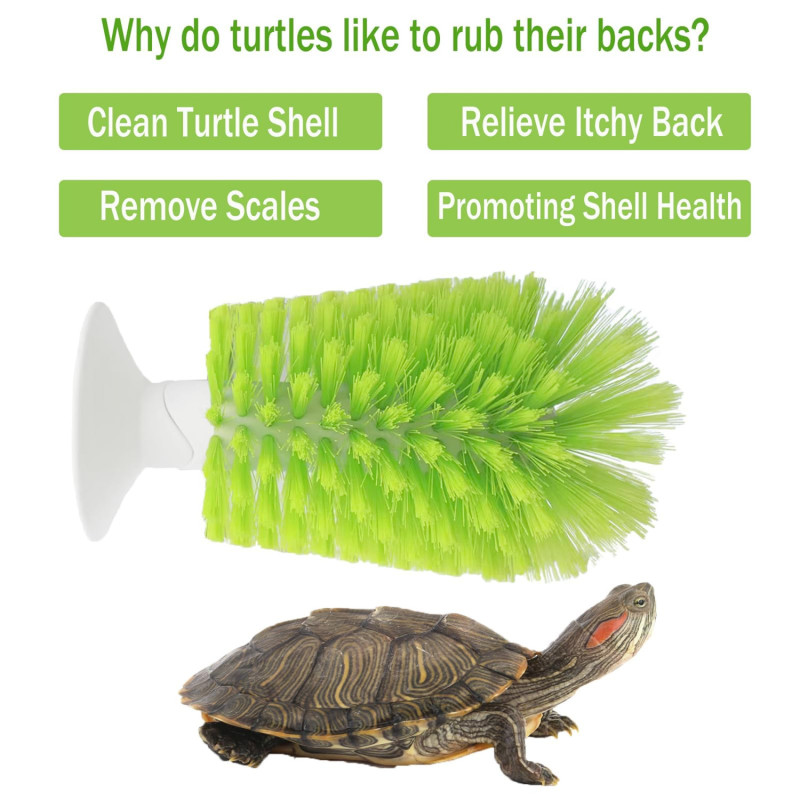 Tortue utilisant brosse nettoyage